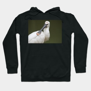 A Beautiful Royal Spoonbill Hoodie